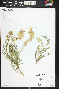 Astragalus praelongus image