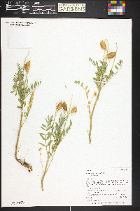 Astragalus praelongus image