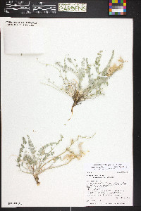 Astragalus mollissimus image