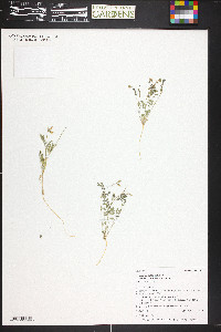 Astragalus nuttallianus image