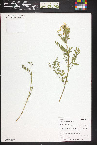 Astragalus scopulorum image