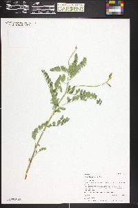 Astragalus scopulorum image