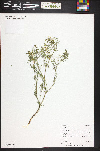 Astragalus multiflorus image