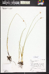 Schoenoplectus pungens var. pungens image