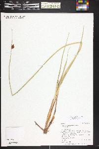 Schoenoplectus pungens var. pungens image