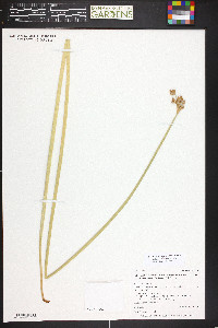 Schoenoplectus acutus image