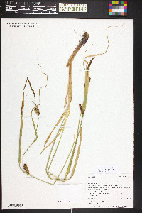 Carex vesicaria image