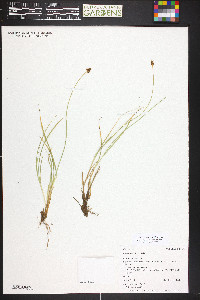 Carex illota image