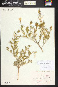 Oenothera latifolia image