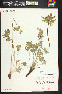 Geranium caespitosum image