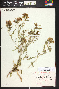 Mentzelia laciniata image