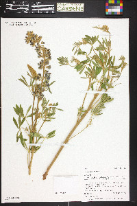 Lupinus sericeus image