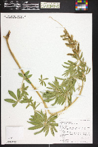 Lupinus polyphyllus image