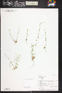 Stellaria longipes image