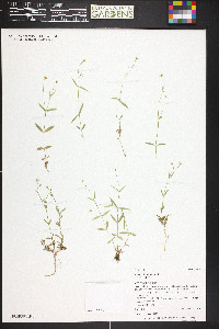 Stellaria longipes var. longipes image