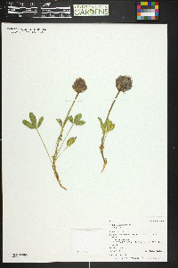 Trifolium parryi var. parryi image