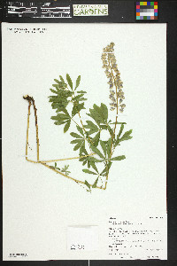 Lupinus argenteus subsp. rubricaulis image