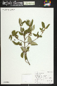 Shepherdia canadensis image