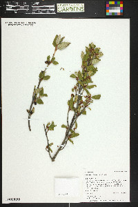 Shepherdia canadensis image