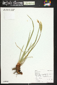 Iris missouriensis image