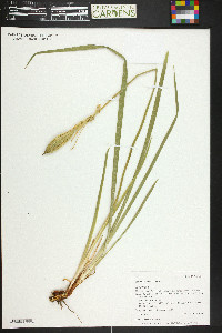 Iris missouriensis image