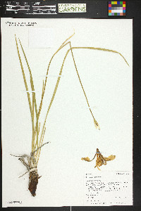 Iris missouriensis image