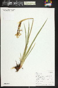 Iris missouriensis image