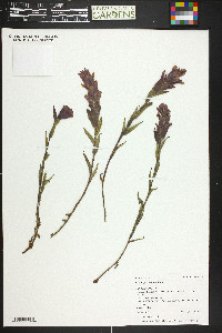 Castilleja rhexiifolia image