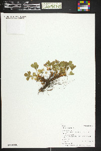 Sibbaldia procumbens image