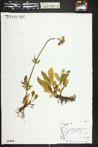 Valeriana acutiloba image