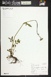 Valeriana occidentalis image