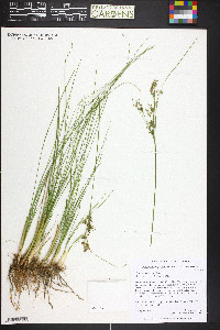 Juncus compressus image