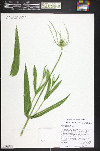 Dipsacus fullonum image