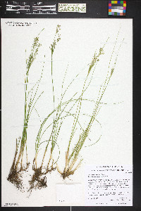 Juncus compressus image