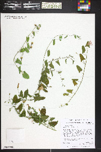 Convolvulus arvensis image