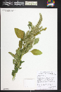 Amaranthus retroflexus image