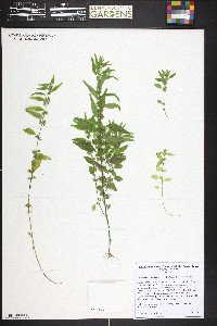 Parietaria pensylvanica image