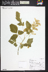 Acer negundo var. interius image