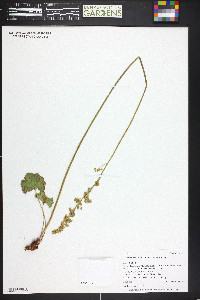 Heuchera parvifolia image