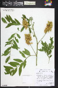 Glycyrrhiza lepidota image