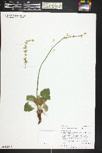 Heuchera parvifolia image