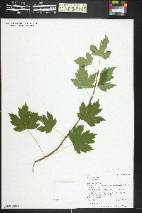 Acer glabrum image