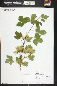 Acer glabrum image