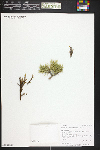 Phoradendron juniperinum image