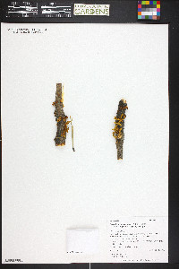 Arceuthobium vaginatum subsp. cryptopodum image