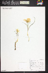 Calochortus nuttallii image