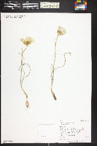 Calochortus gunnisonii var. gunnisonii image