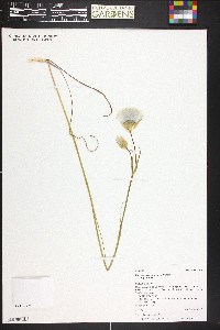 Calochortus gunnisonii var. gunnisonii image