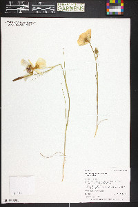 Calochortus gunnisonii var. gunnisonii image