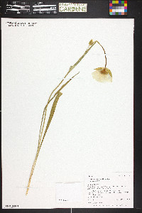 Calochortus gunnisonii var. gunnisonii image